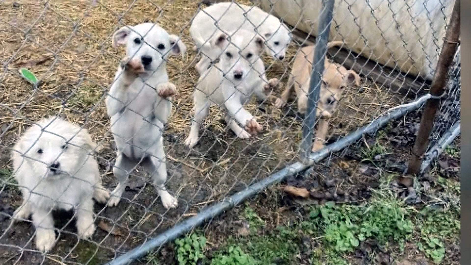 The Kansas City Chiefs will face off against the Philadelphia Eagles on Super Bowl Sunday, but Arkansas non-profit FurGet Me Not will be watching Puppy Bowl XIX.