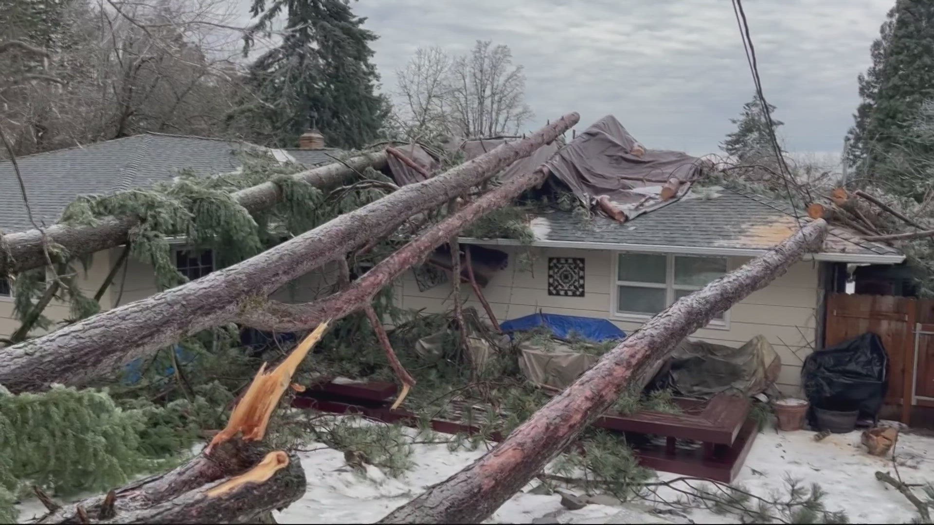 For more than a year, Tina Uber had been trying to get trees removed from her neighbors' yard, the same ones that destroyed her house.