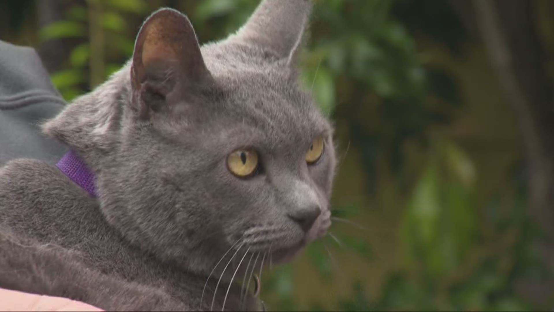 Cat Reunited With Portland Family After 11 Years | 11alive.com