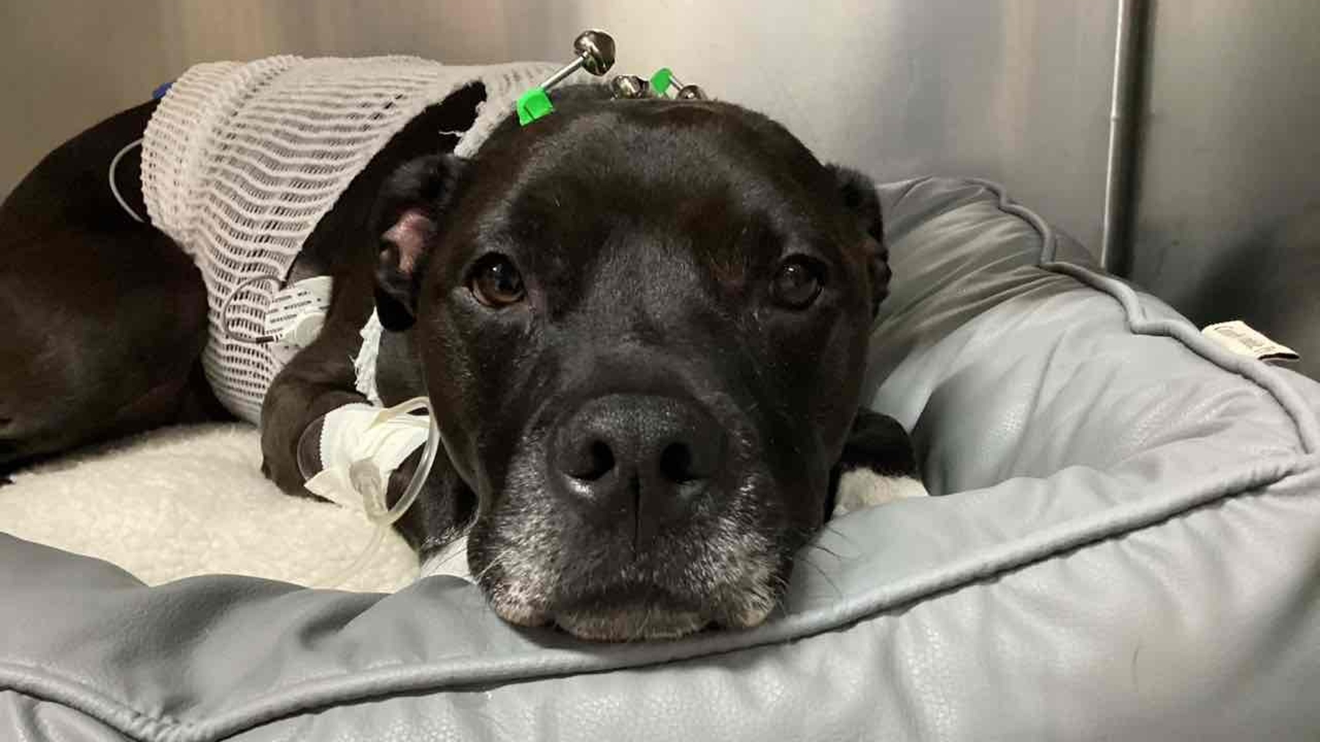 Portland vets save dog's life with 17 minutes of CPR after heart stops ...