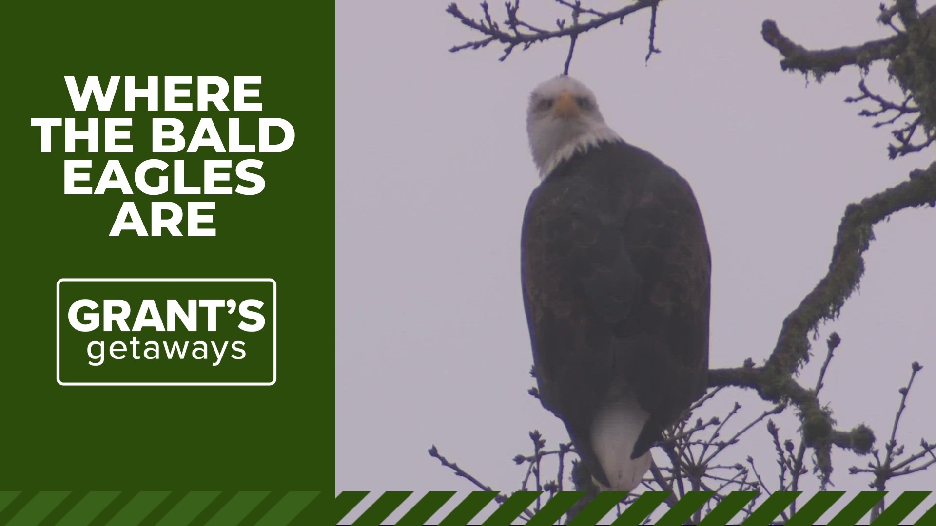 Bald eagles are converging on the southern Willamette Valley in never-before-seen numbers.