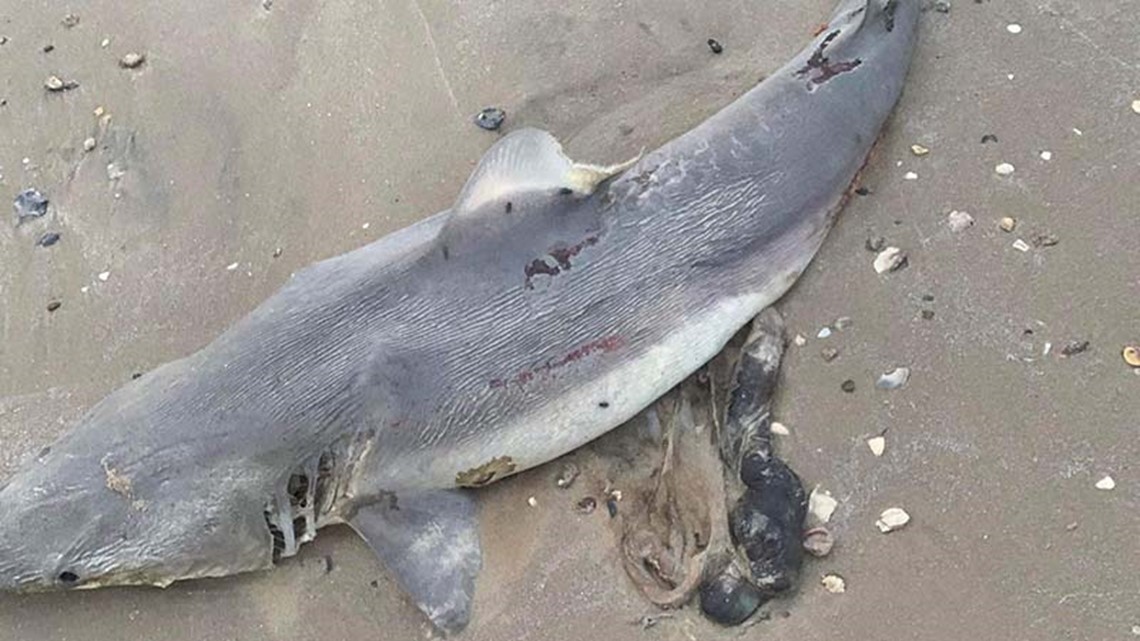 Woman finds 17 dead sharks on Bolivar beach | Houston, Texas news ...