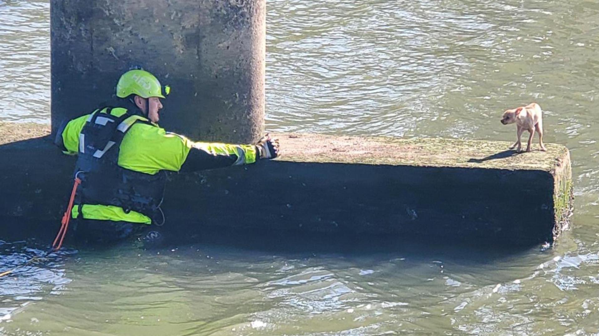 The lucky dog was spotted under a pedestrian bridge at the Houston Botanic Garden. It was rescued on Friday.