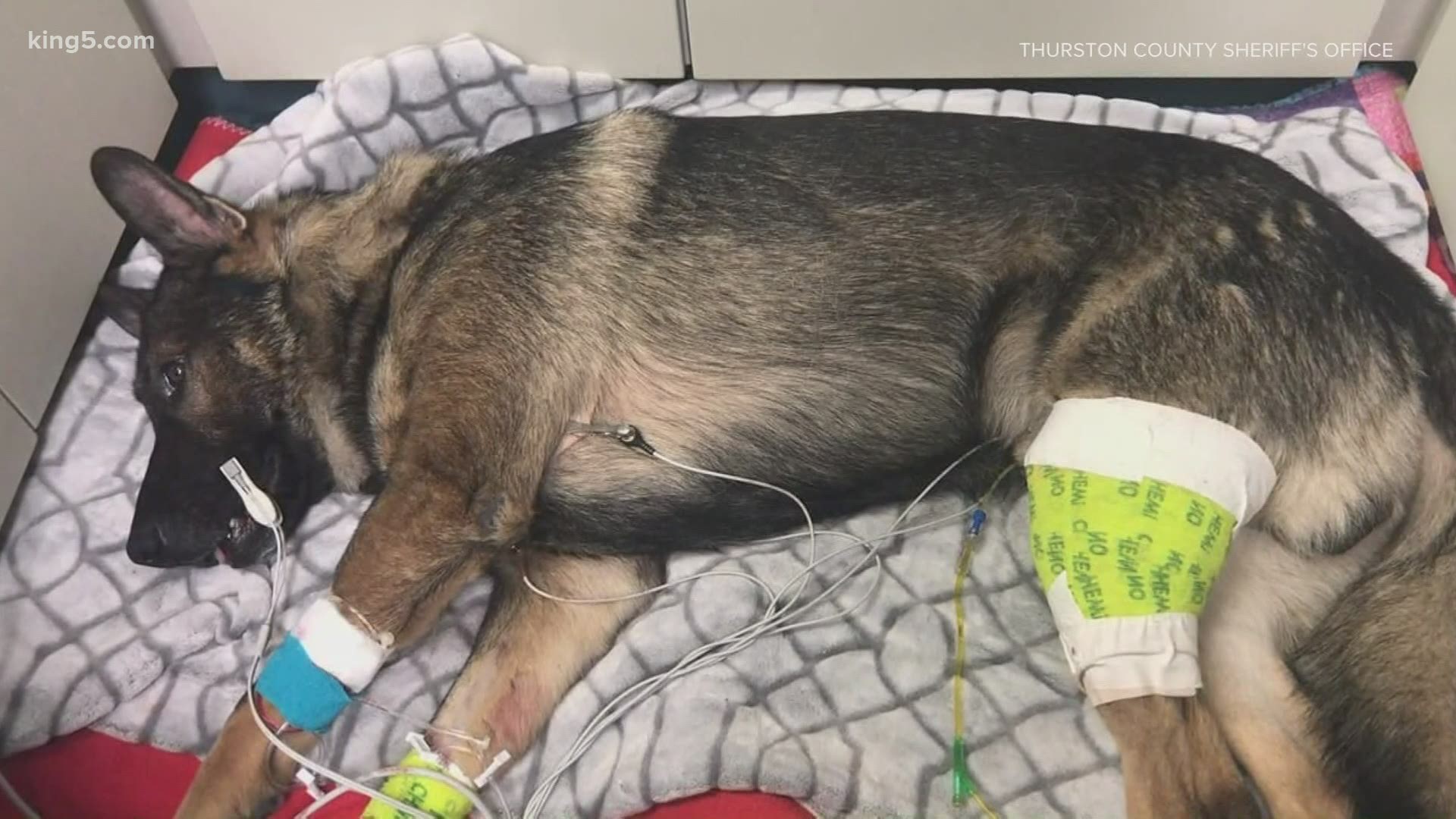 Thurston County Sheriff's K9 Arlo also has a social media fanbase on TikTok. The public has contributed $40,000 for Arlo's care.