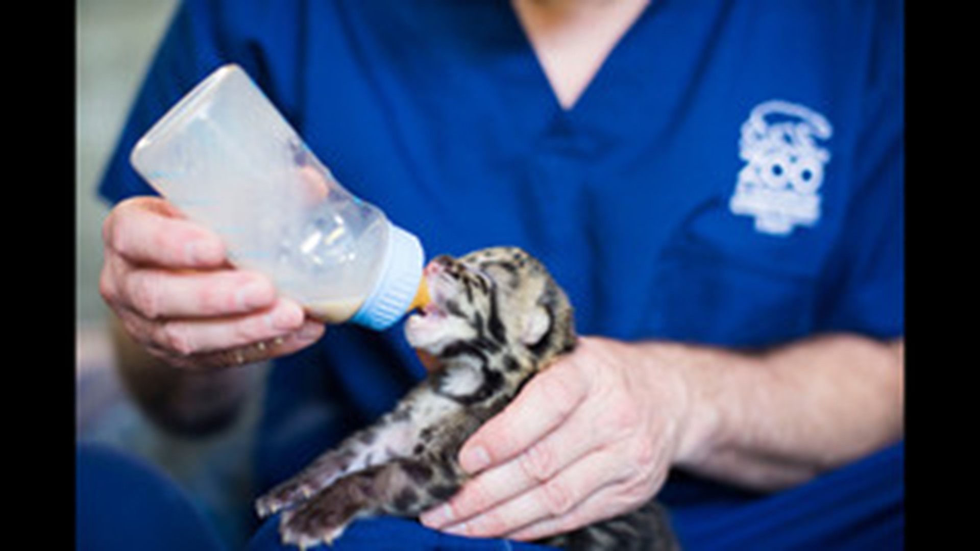 3 endangered clouded leopards born at Point Defiance Zoo | 11alive.com