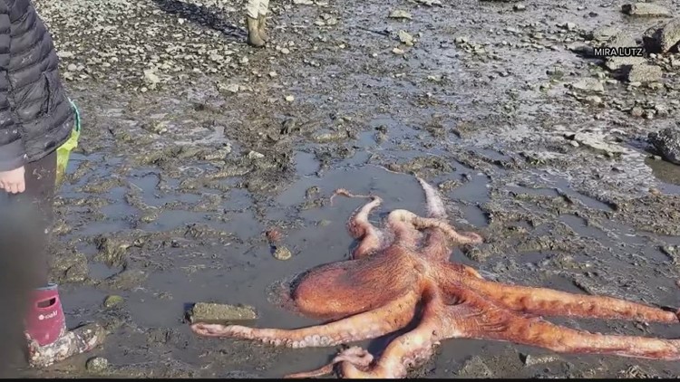 Giant Pacific Octopus rescue in Mount Vernon caught on camera