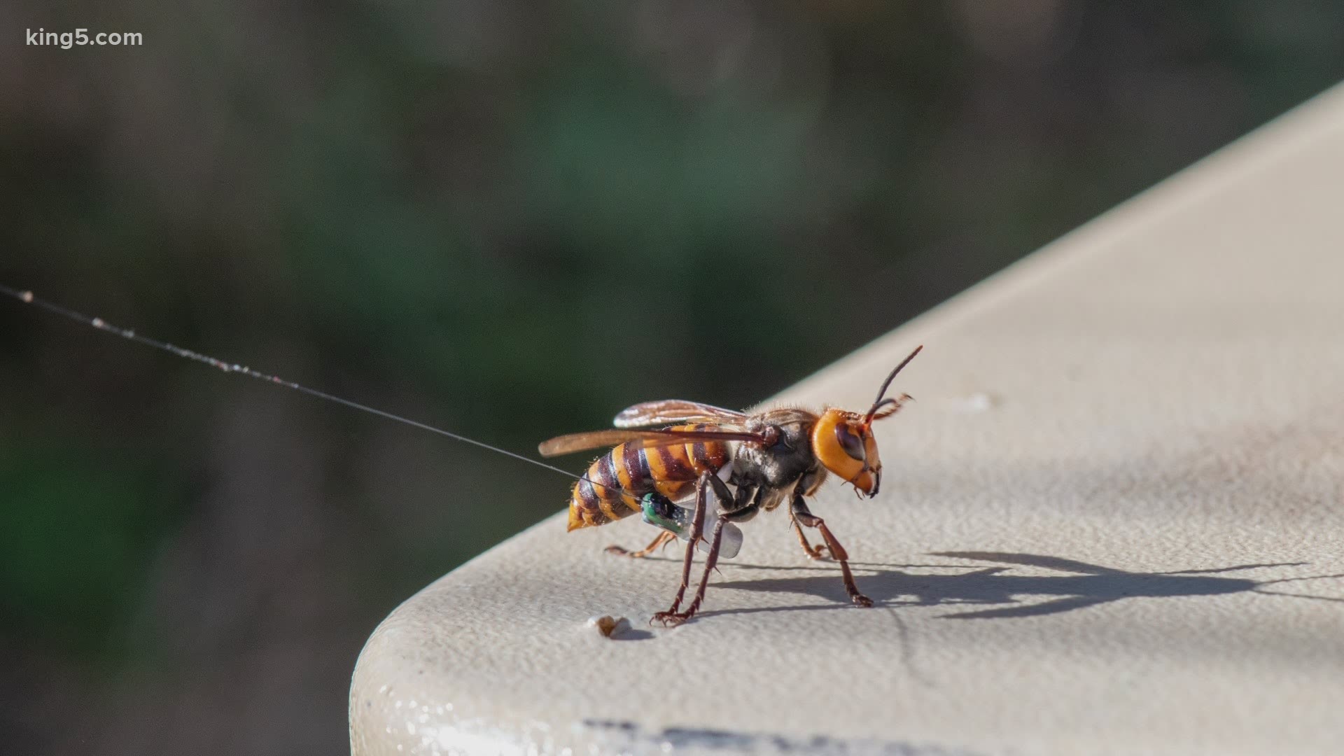 Entomologists with the Washington State Department of Agriculture located the first Asian giant hornet nest in the U.S. in Blaine Thursday.