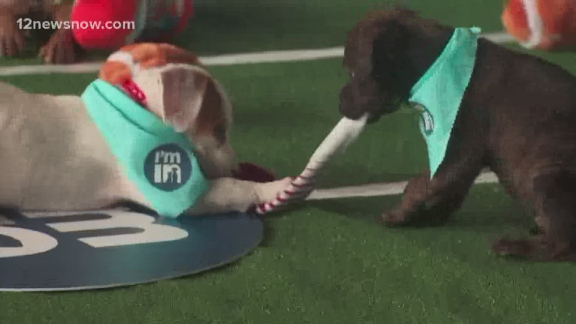 Puppies playing in their edition of the "Super Bowl"  to raise awareness and funding for animals looking for homes.
