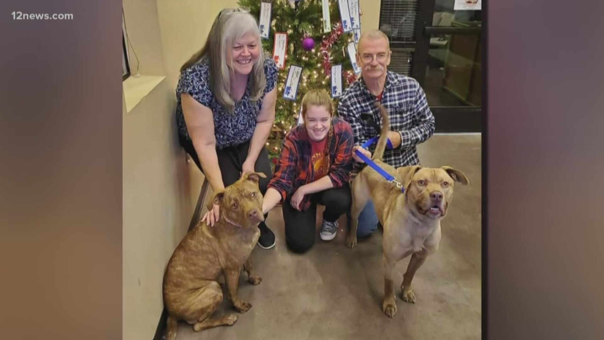 Monkey, a pit bull mix, was dropped off at a Phoenix shelter last Christmas Eve, and after almost a full year, he finally got his Christmas wish: A family.