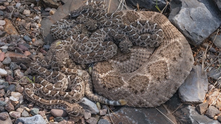 Agosto es el mejor mes para el nacimiento de las serpientes de cascabel debido a la humedad