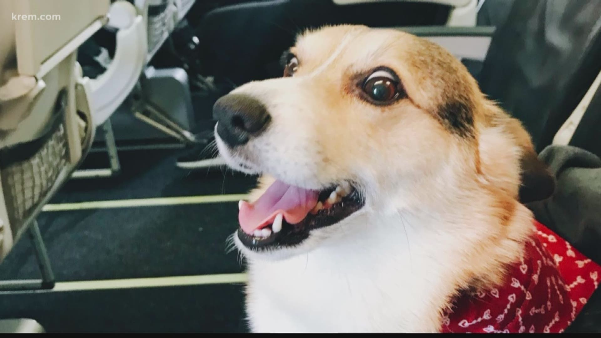 One corgi from Coeur d'Alene is internet famous after cheering up a stranger at the SEA TAC airport! (2-22-18)