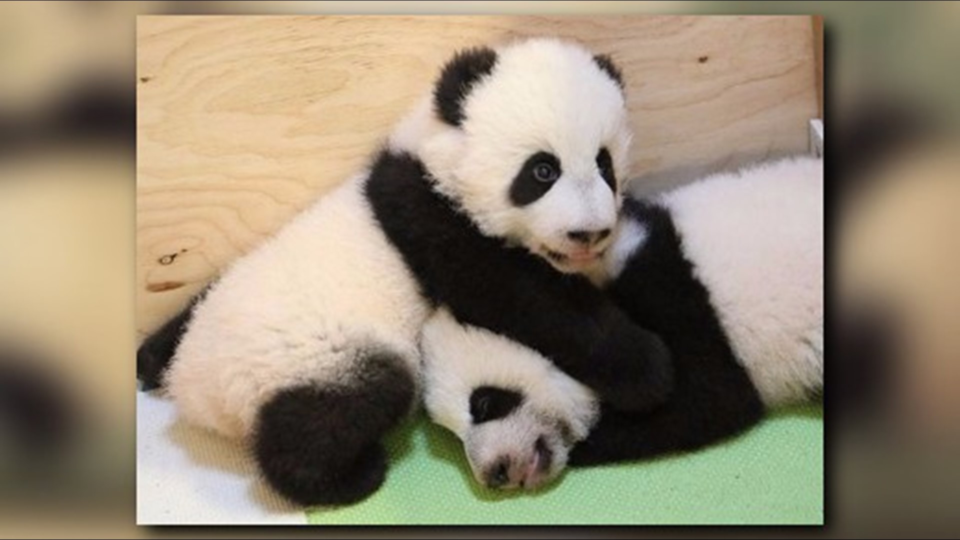 Baby panda alert! Toronto Zoo has 9-month-old twins | 11alive.com