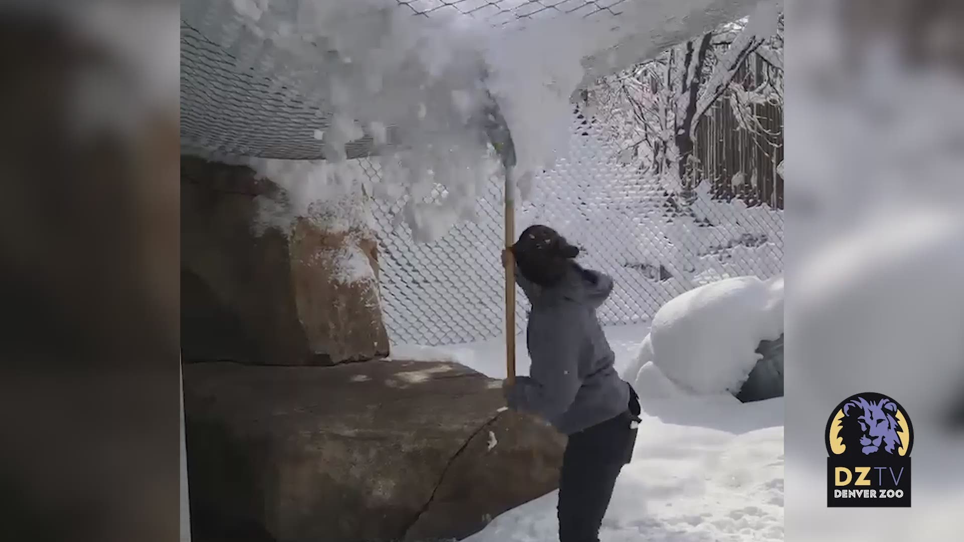 The lions at the Denver Zoo aren't used to snow, but they were pretty excited about it! (Video courtesy the Denver Zoo)