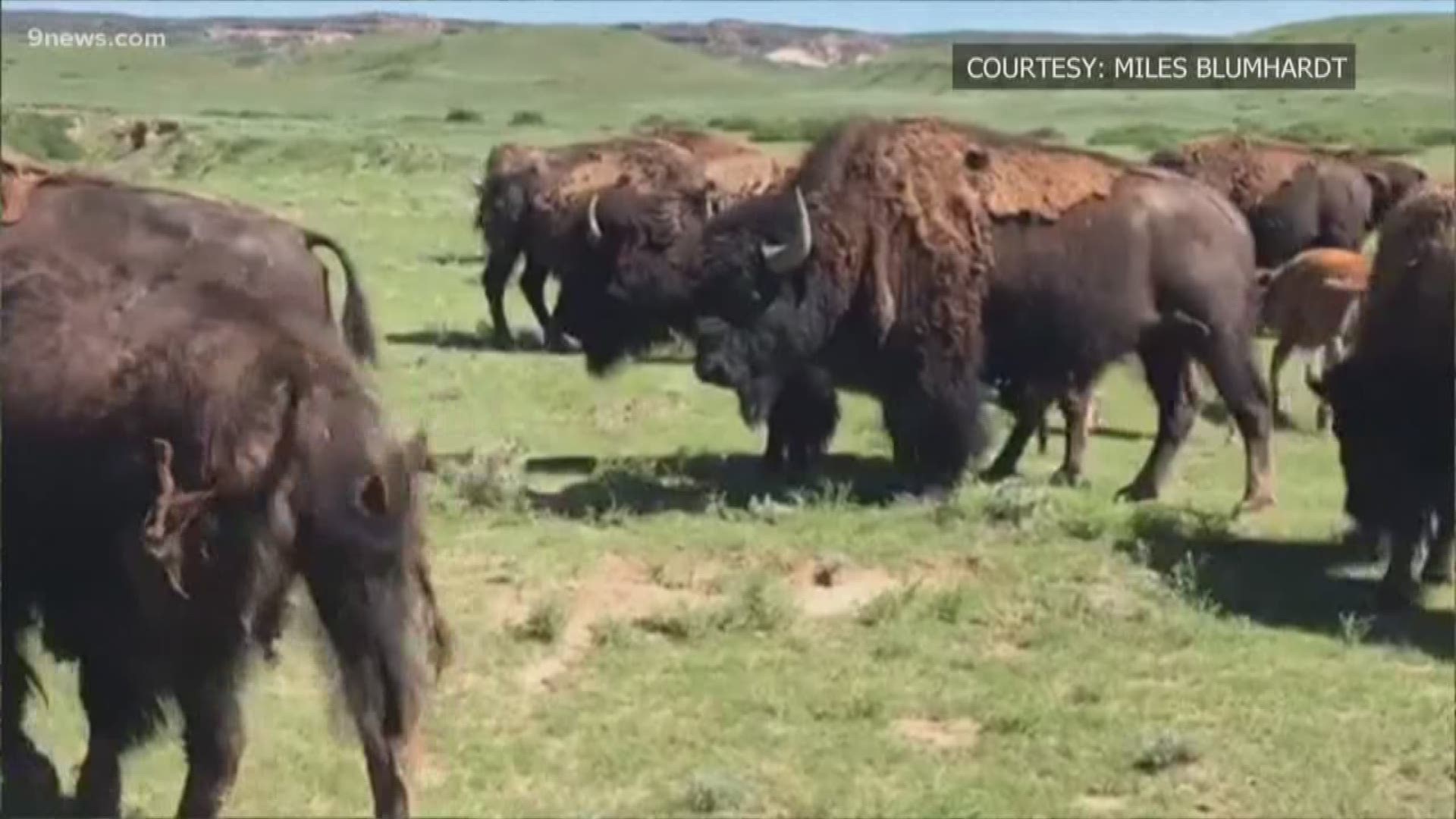 The herd now numbers 76 animals, including a dozen calves born just this year. The natural area doesn't have enough room for more than 100 bison.