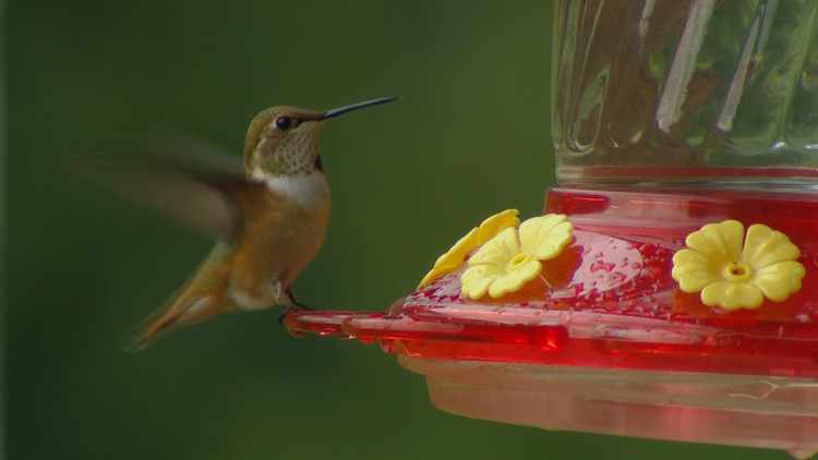 10 hummingbird facts from a man who is studying them for a living