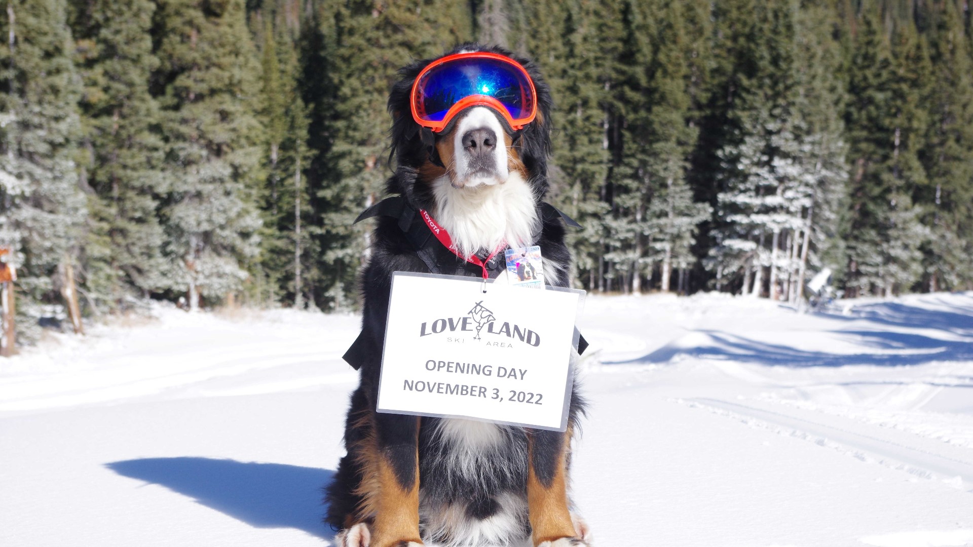 Parker the Snow Dog, a beloved Colorado mascot, passes away