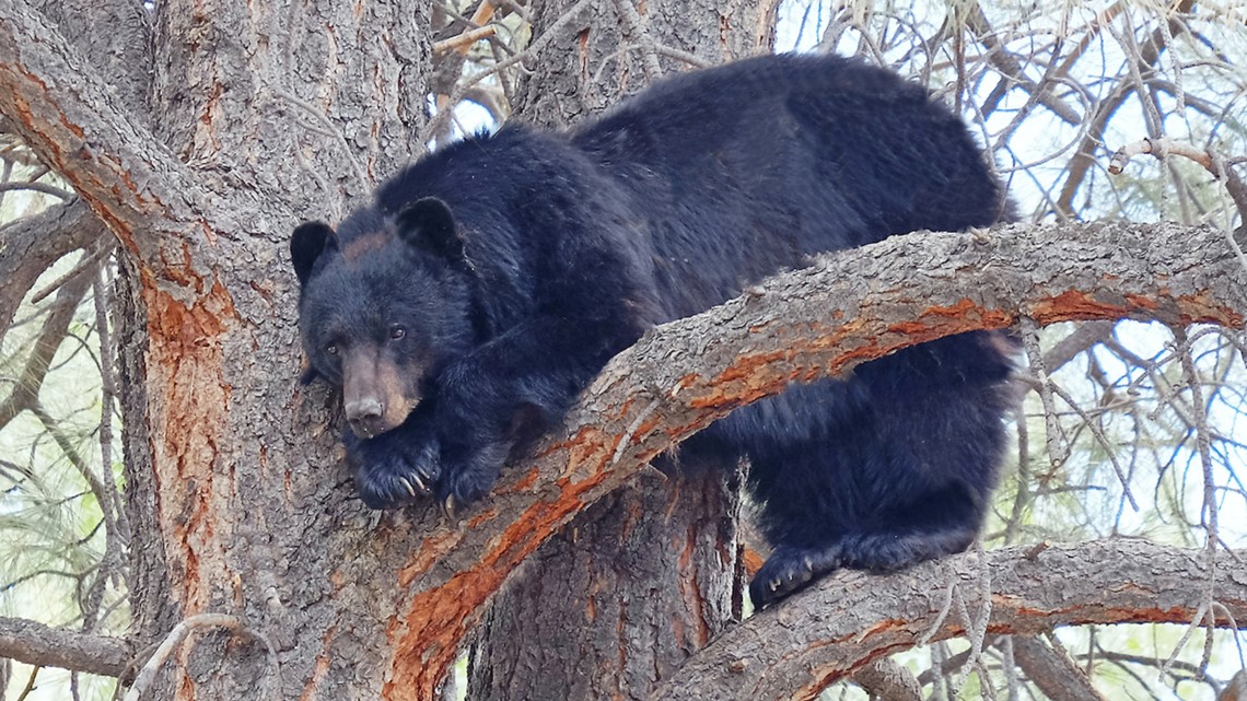 Colorado Man Kills Bear That Broke Into House | 11alive.com