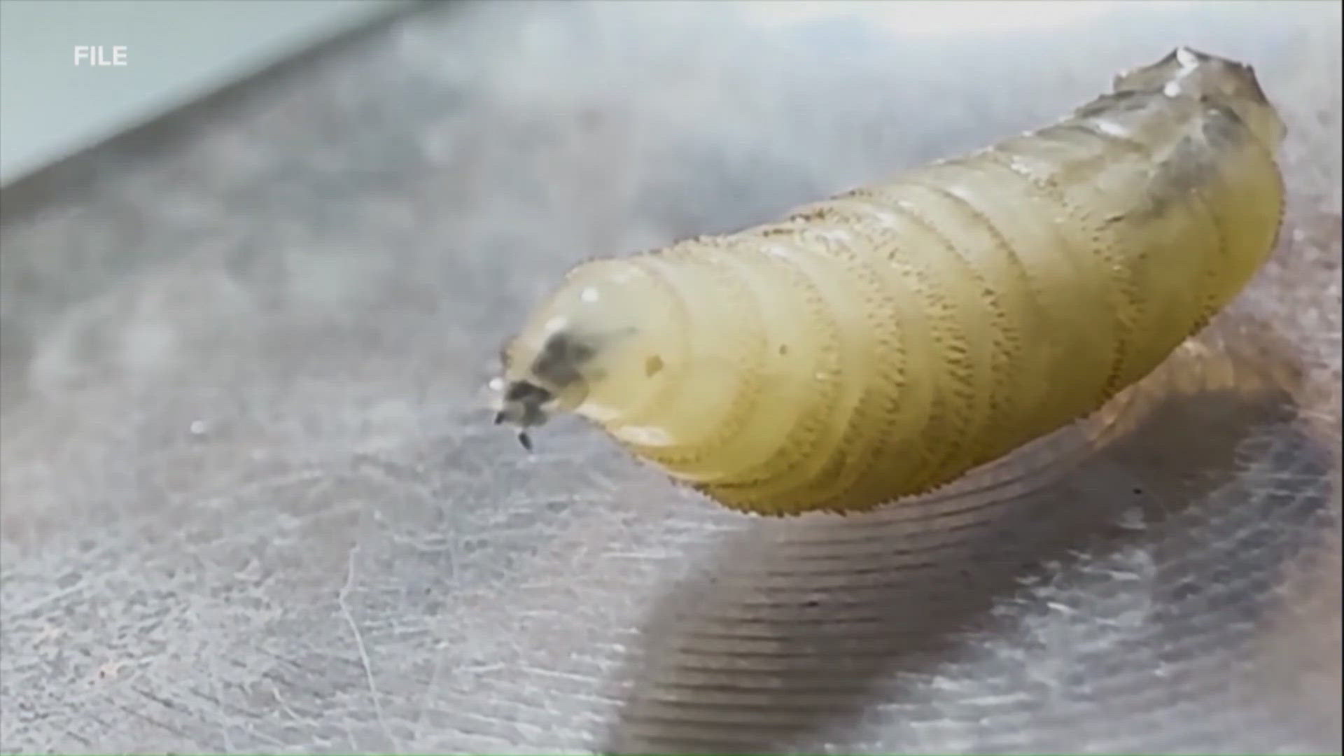USDA secretary announces response plan to combat New World screwworm ...