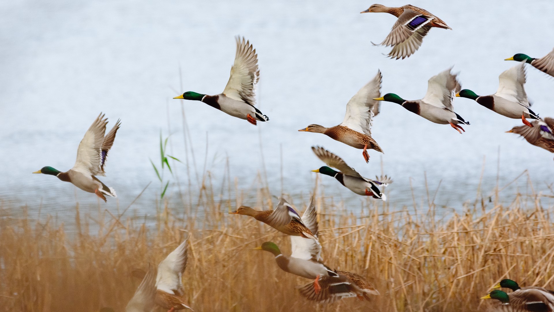duck hunting season 2022 dates