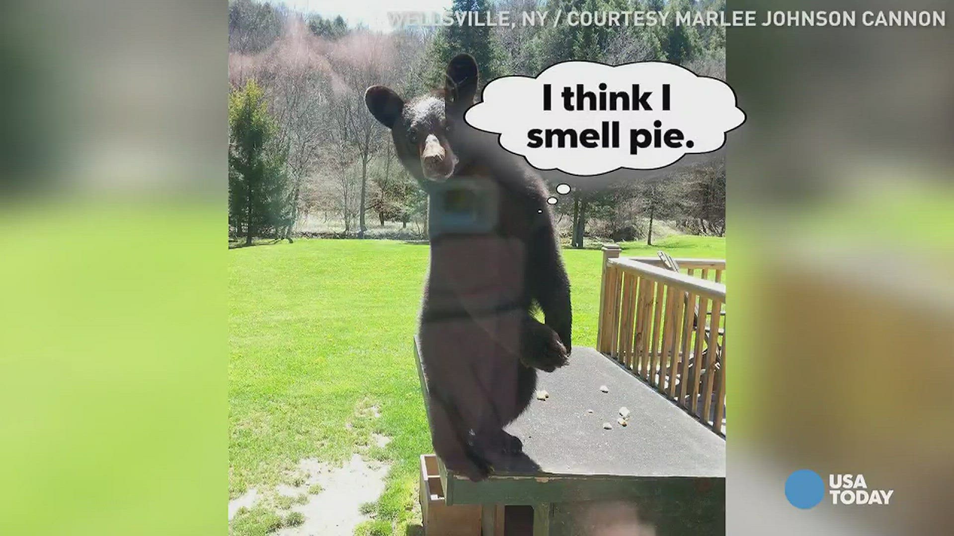 A bear cub was a little curious on what was happening inside this home in rural New York. So much so, he tried to jump through a window...but it was closed.