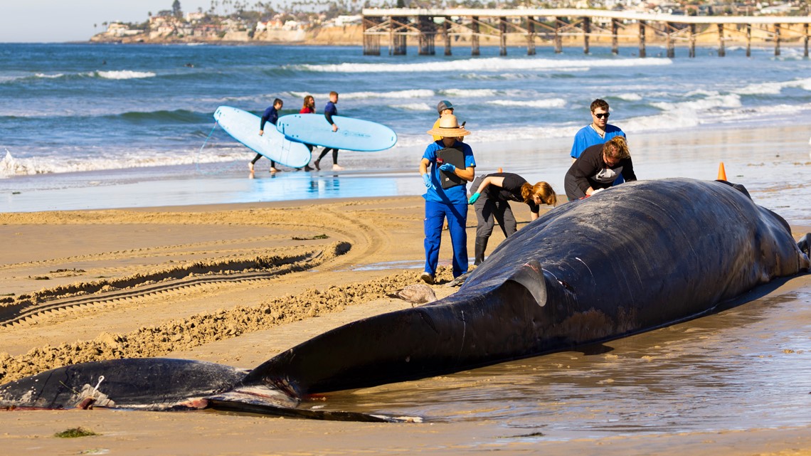 Dead whale washes up on San Diego beach in California | 11alive.com