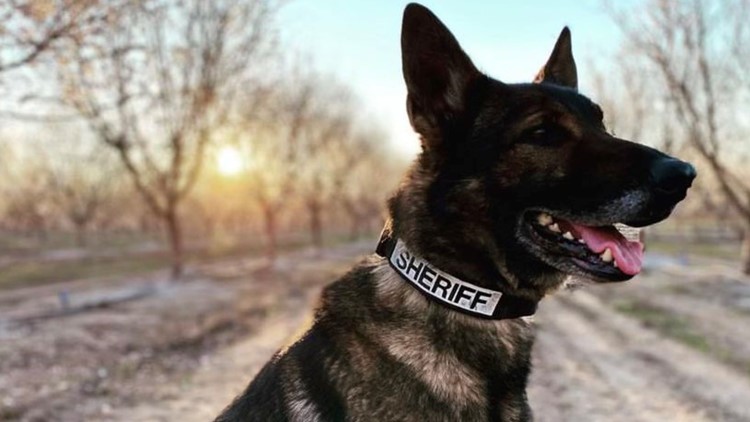 San Joaquin County Sheriff K9 killed in the line of duty