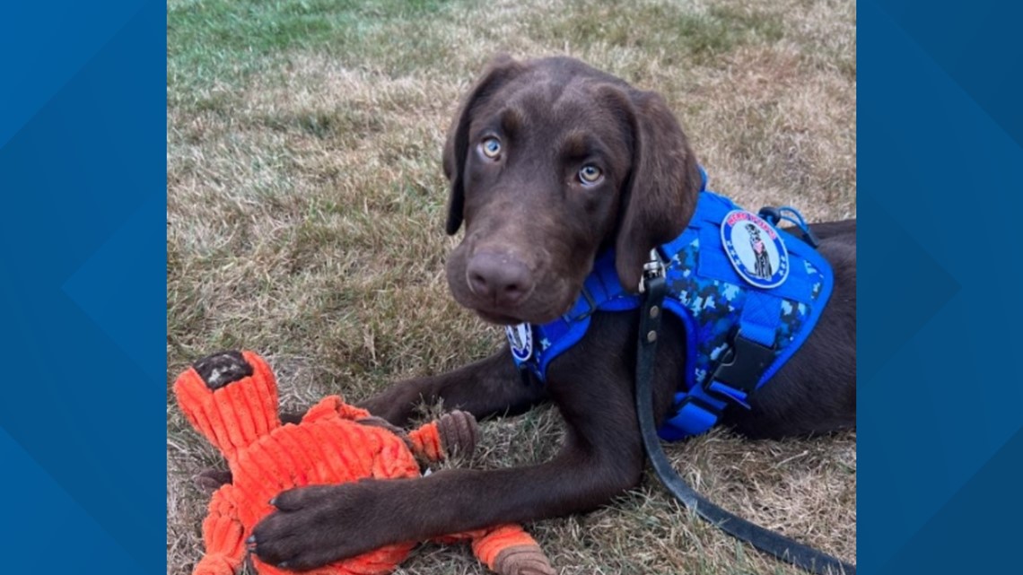 'Comfort dog' joins emergency response team in Maine - Vimarsana News