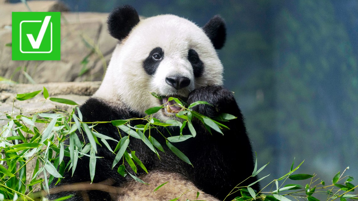 Pandas in U.S. zoos set to return to China by end of 2024 | 11alive.com