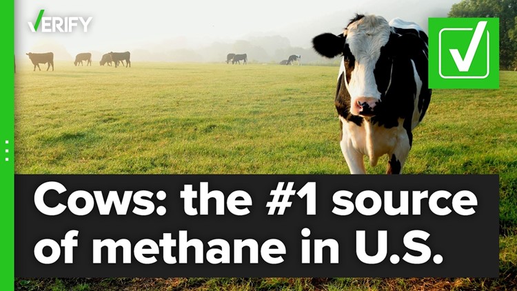 Fact-checking if cattle are the top source of methane emissions in the U.S.