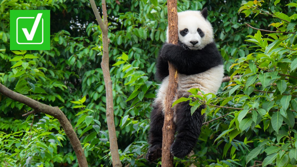 Wild giant pandas can survive without human protection | 11alive.com