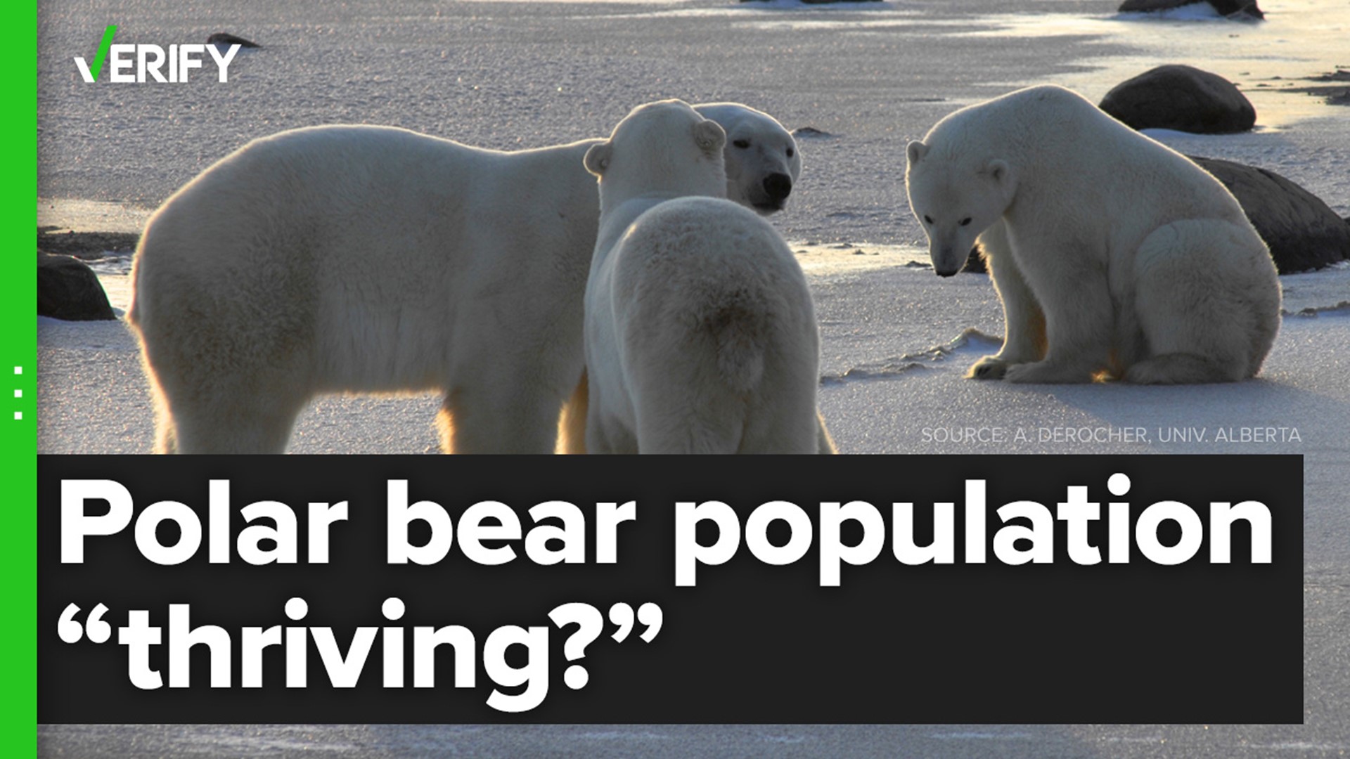 For more than a decade, people have falsely claimed polar bears are “thriving,” using an “increasing population” as proof. We explain the real status of polar bears.