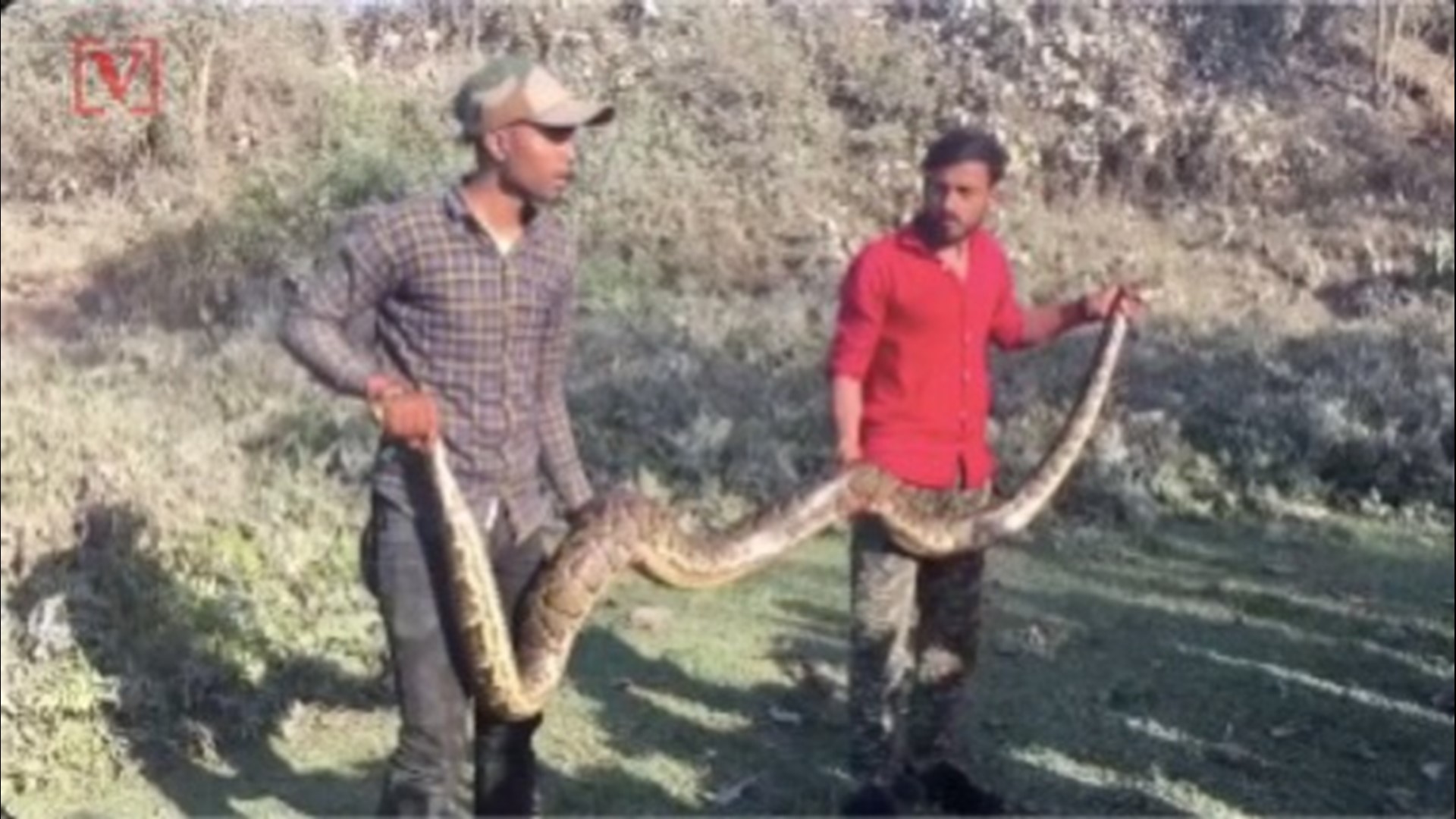 A giant Burmese python was rescued by Eastern India forest officials after getting stuck in an industrial waste pipe. Veuer's Mercer Morrison has the story.