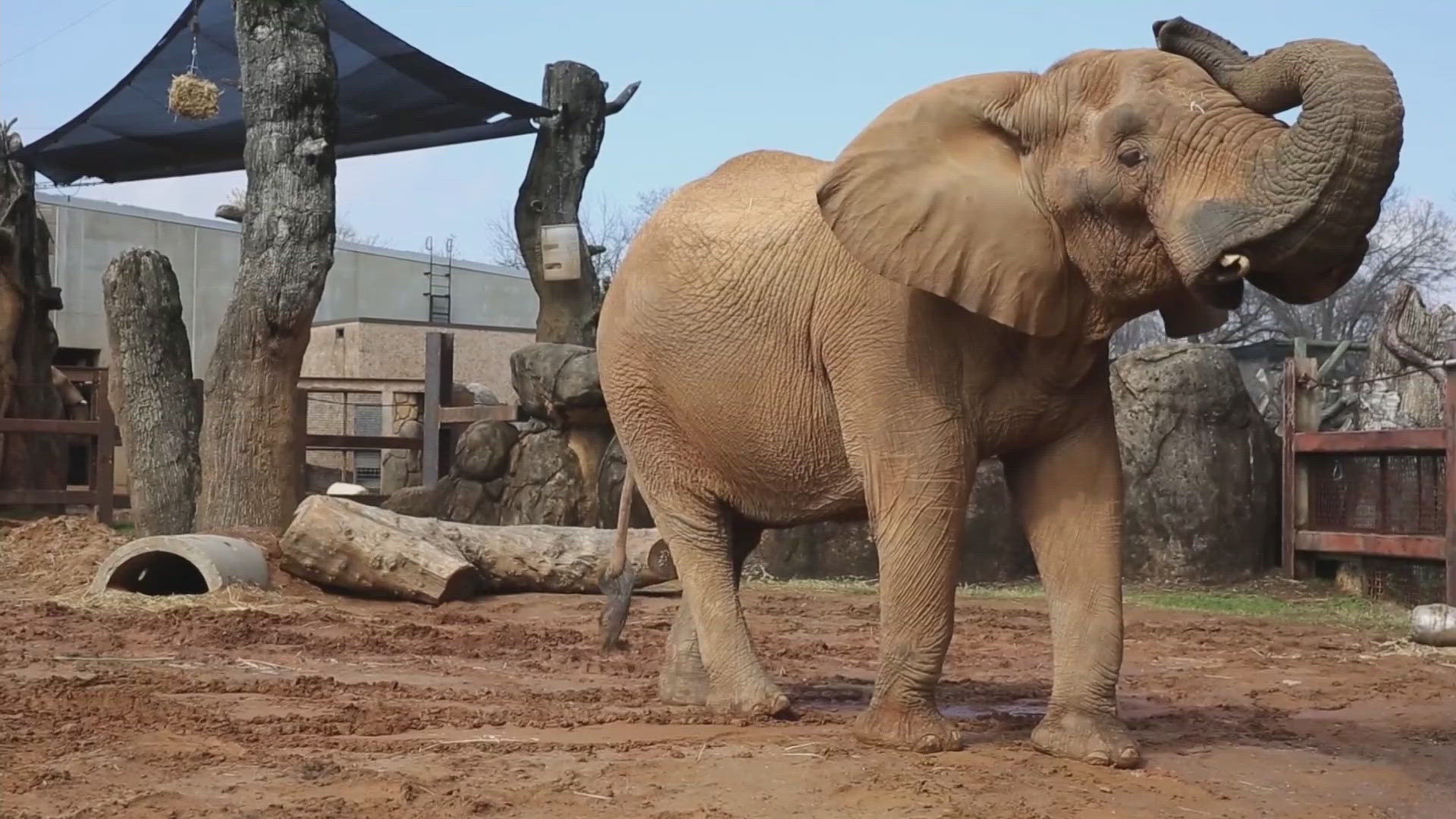 Zoo Knoxville euthanizes elephant | 11alive.com