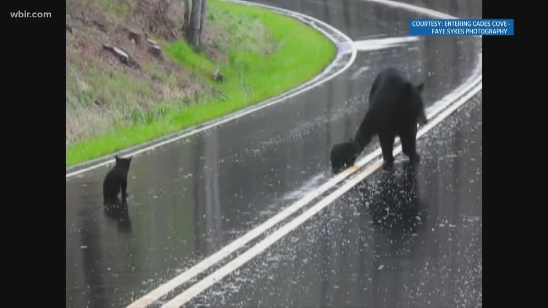 A momma bear and her four cubs were caught on video in Cades Cove crossing the road, but is it common for mother bears to have four cubs?