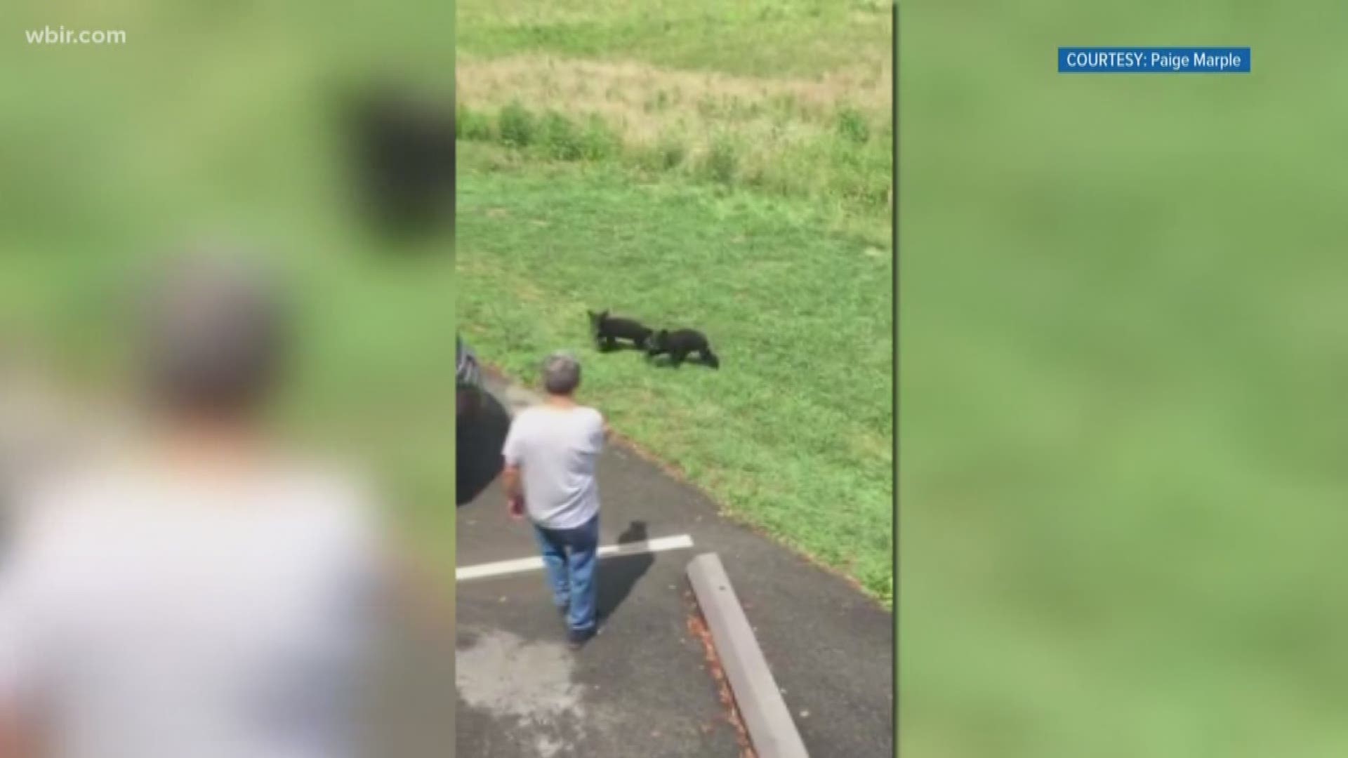 Appalachian Bear Rescue is asking people to not approach bears after a viewer sent us a video of a bear lunging at a man who approached the mother bear and her cubs.