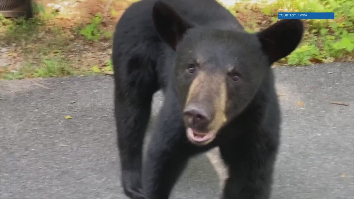 Sevierville Home Invasion: Black Bear'S Fate Revealed By Twra - kwrbhk6