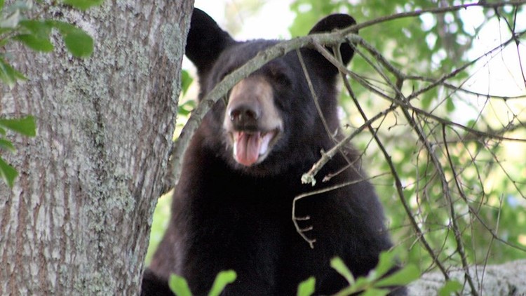 Rangers kill black bear in  Smokies after it attacks 16-year-old girl in hammock