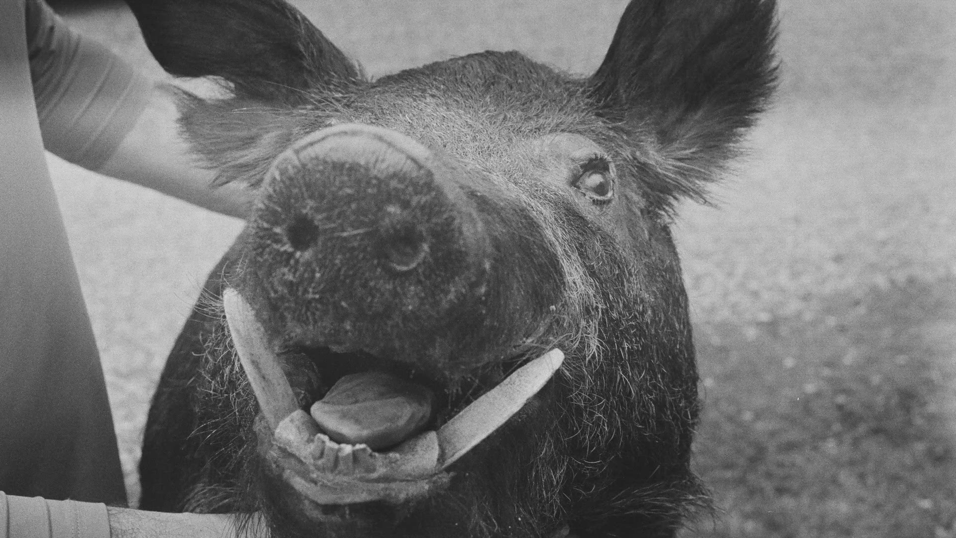 Hunters and TWRA grapple with wild hog crisis in East Tennessee ...