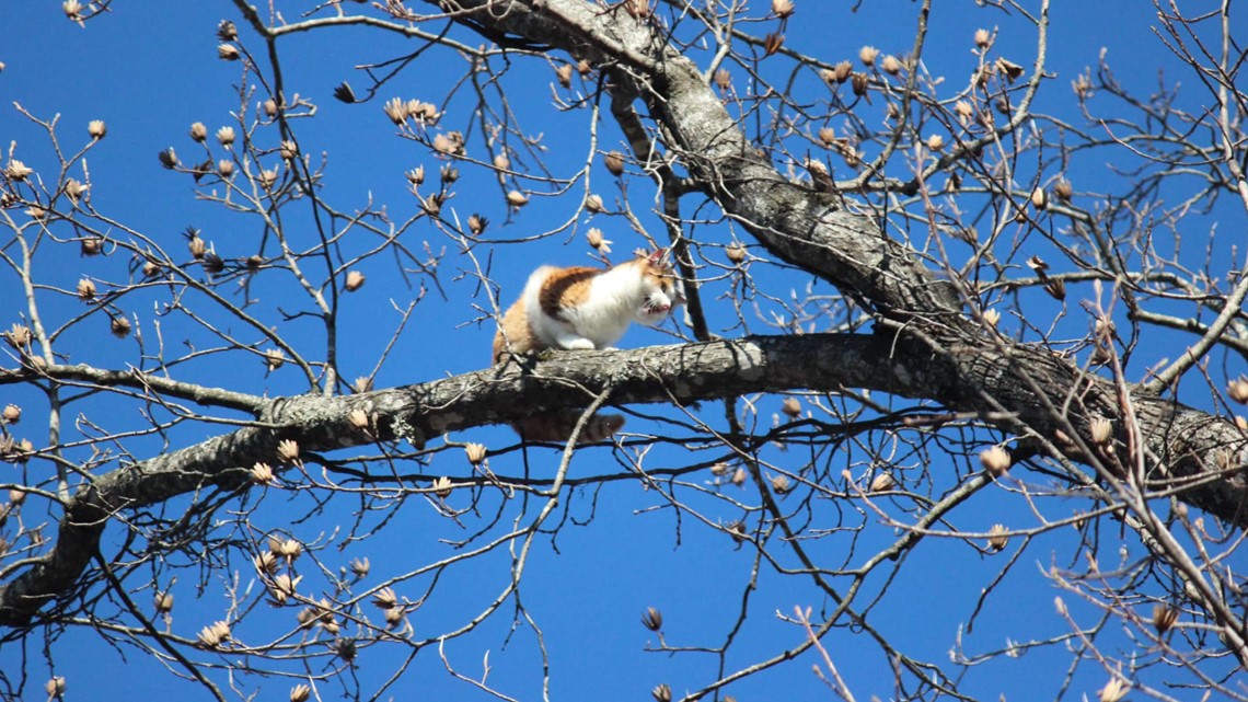 'Jingle' the cat rescued from a tree after being stuck 100 feet in the ...