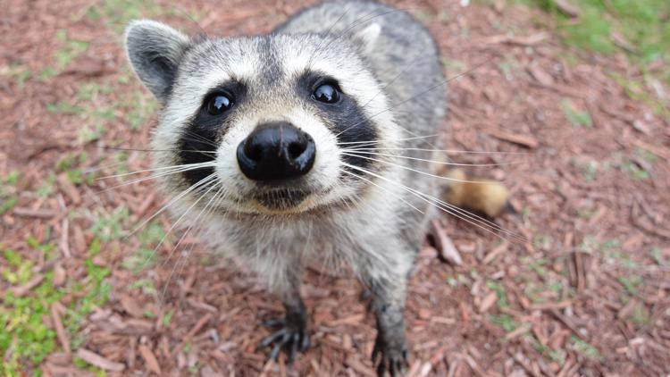 Raccoon tests positive for rabies after dogs attack it in Gwinnett County