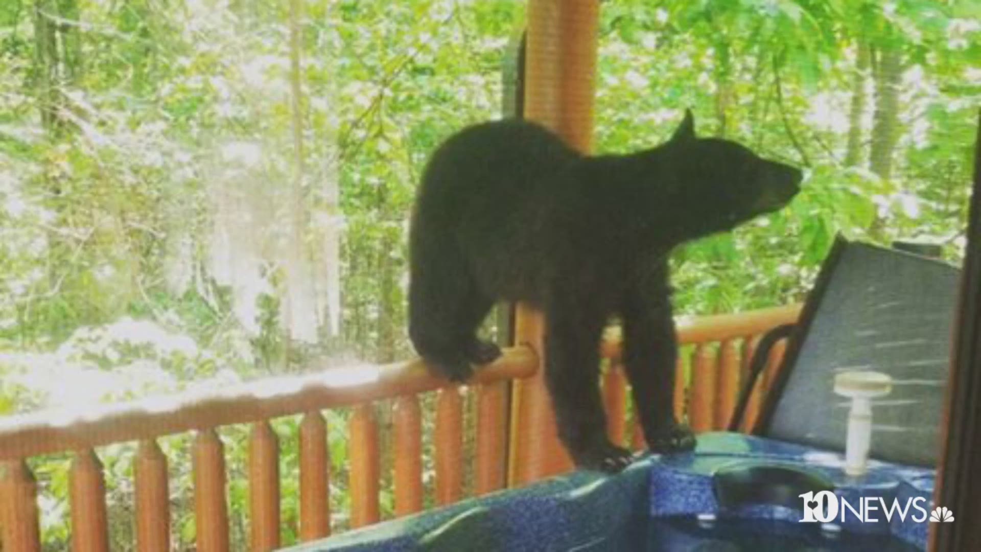 Elizabeth Strickland sent us photos of the bear welcoming itself right onto the back porch of their cabin in Gatlinburg and hopping right in the hot tub.