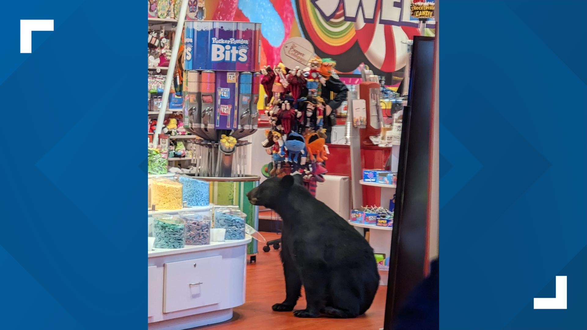 Sweet! candy company met with sugar-craving bear