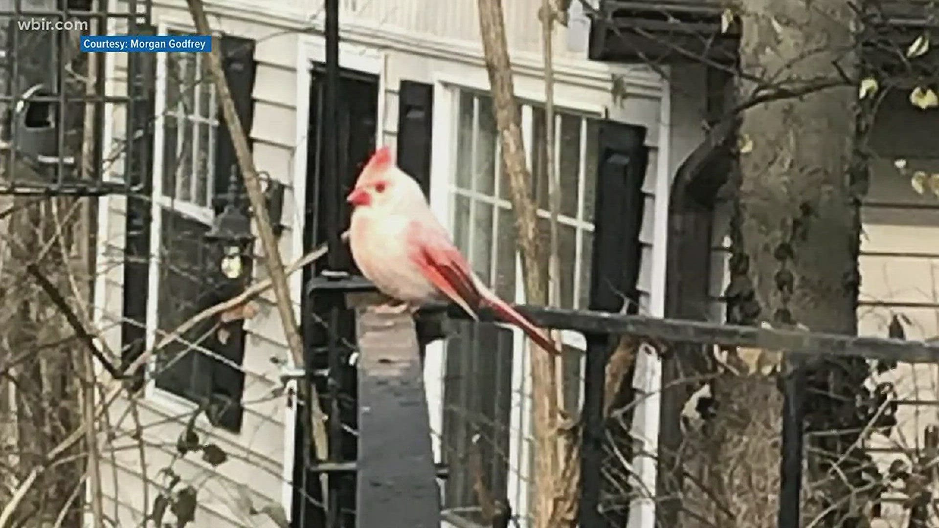 From the yellow bird in Alabama to the bright white albino in Knoxville, our feathered friends are breaking the cardinal rules of color.