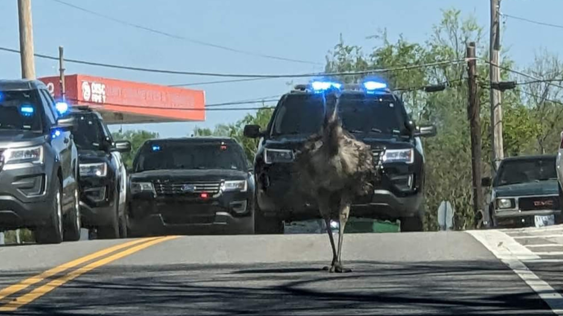 Escaped emu home safe after leading Harriman police on chase | 11alive.com