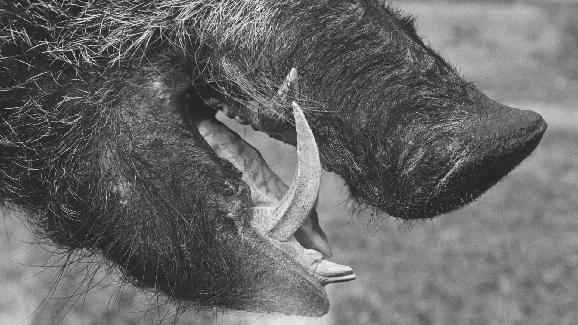 Hunters and TWRA grapple with wild hog crisis in East Tennessee ...