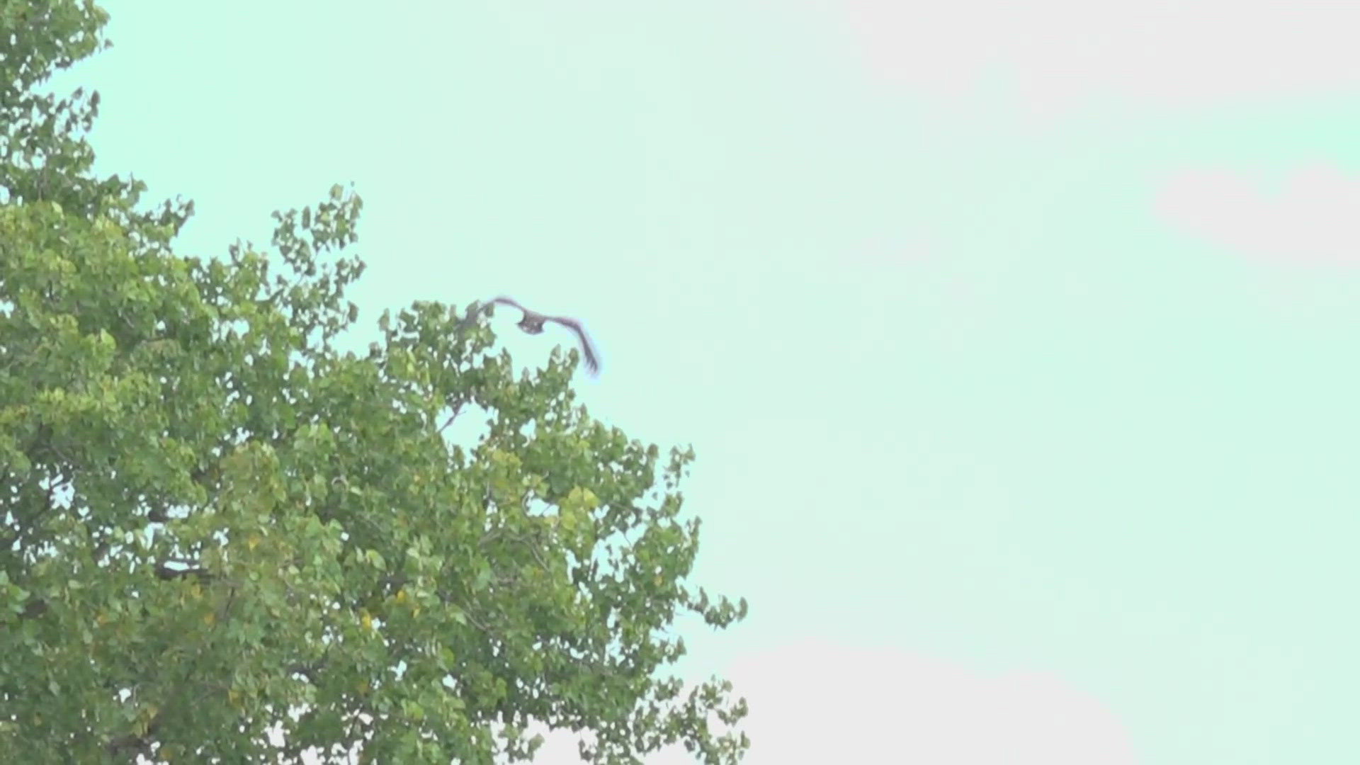 The eaglet was release at Scioto Audubon Metro Park.
