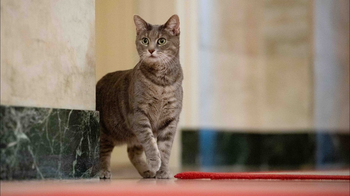 Biden's new cat Willow joins long line of White House pets - Vimarsana News