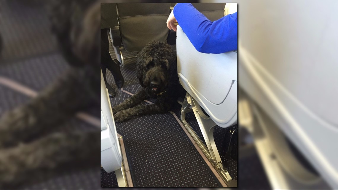 how to take a service dog on a plane