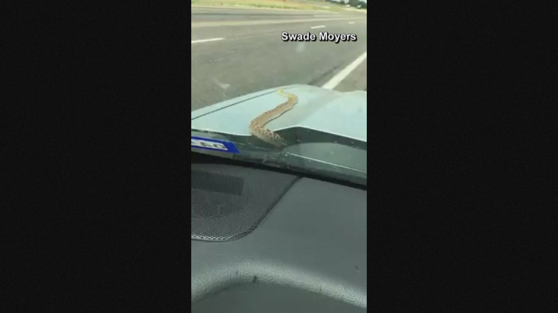 Two Texas men got quite the shock when a snake crawled out from under their car's hood.