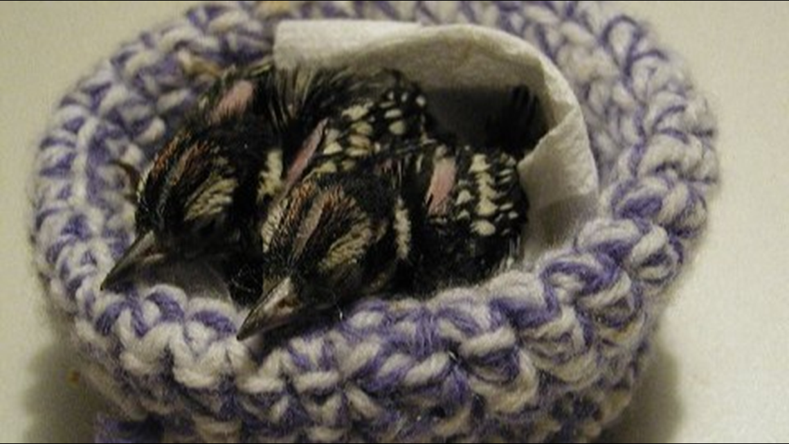 Can You Knit Local Rescue Group Needs Homemade Nests For Baby Birds